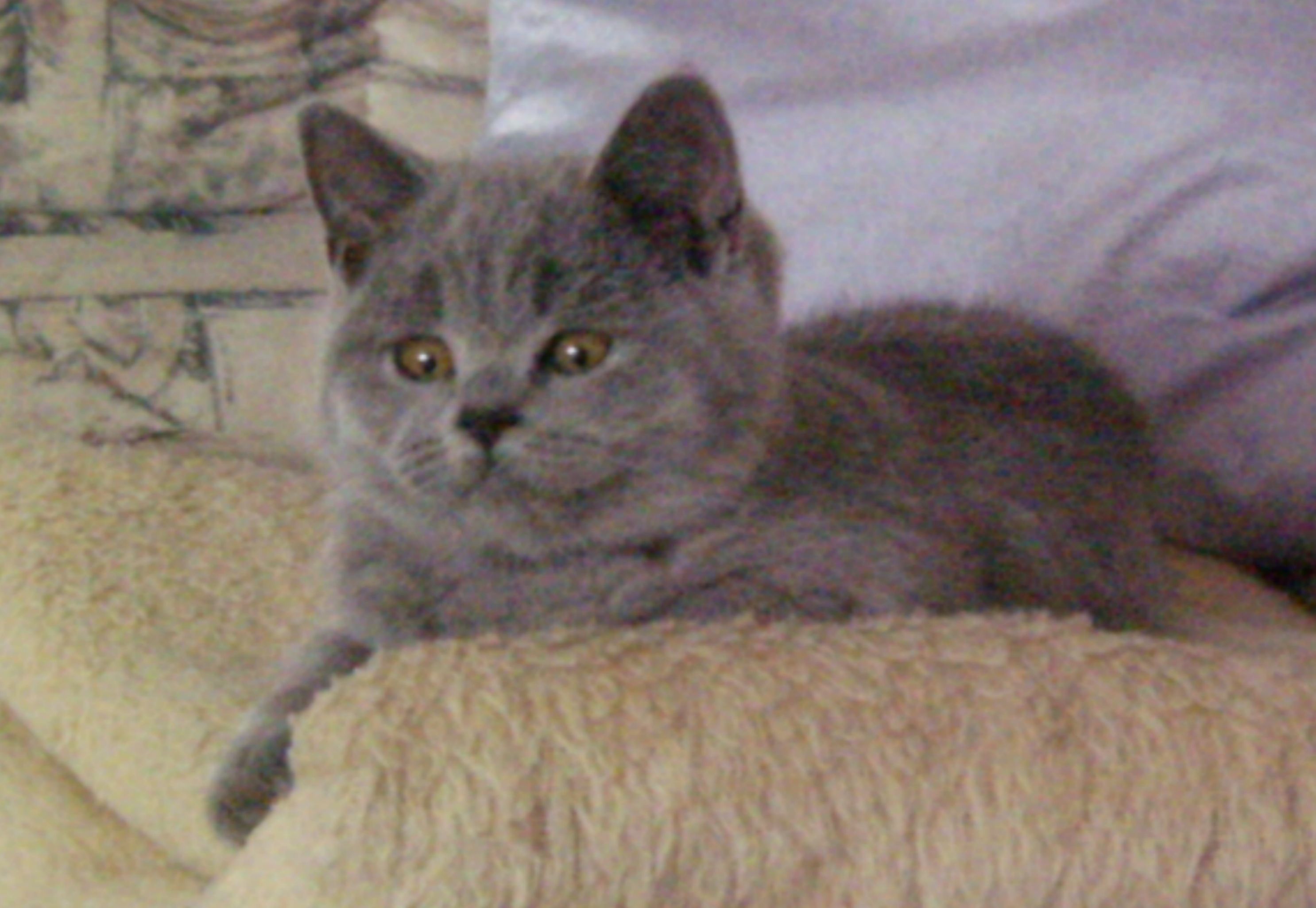 cecilia2