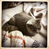 coco2