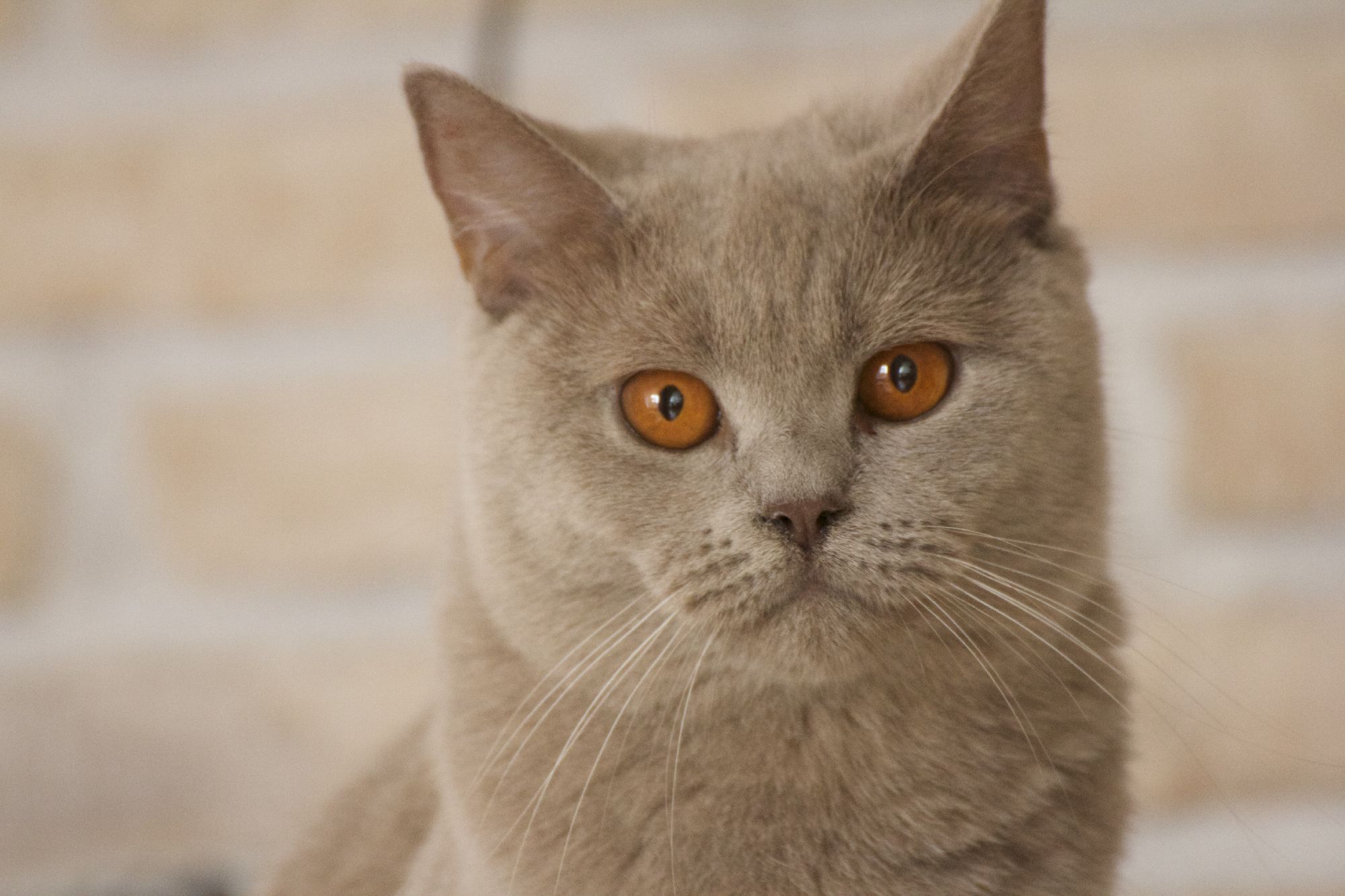 coco3b