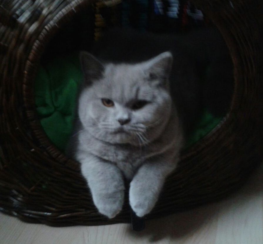 dumbledore2