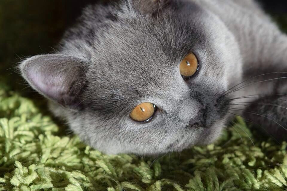 edgar2