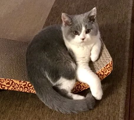 garfield1