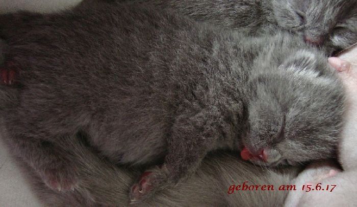 h nachwuchs