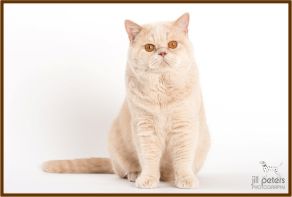 kamillo 1