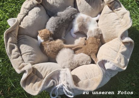 o wurf seite1