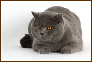 simon1