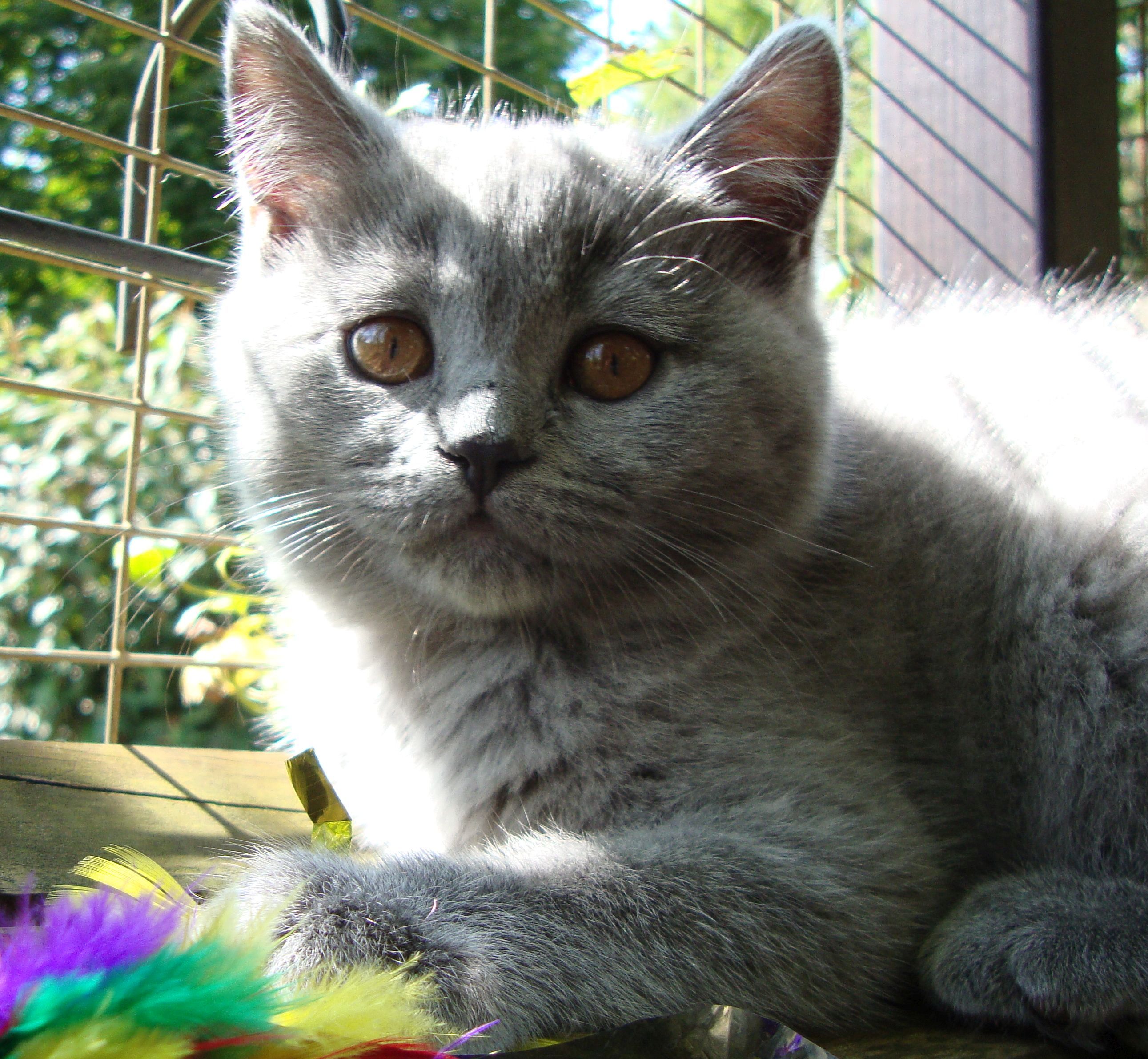 hermine1