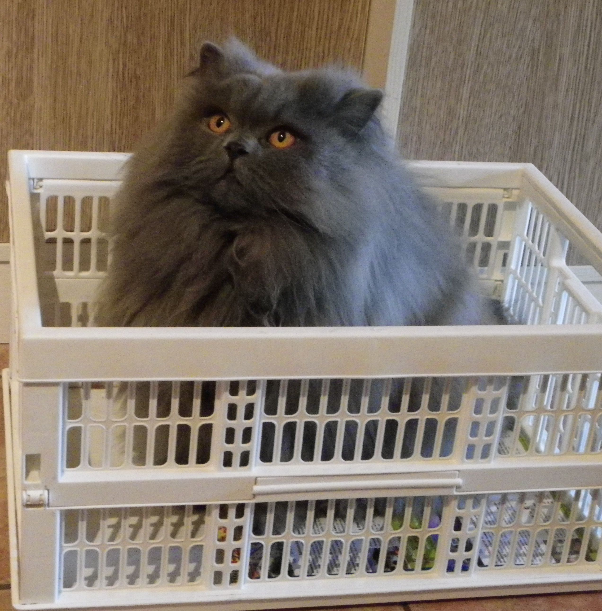 phoebe10