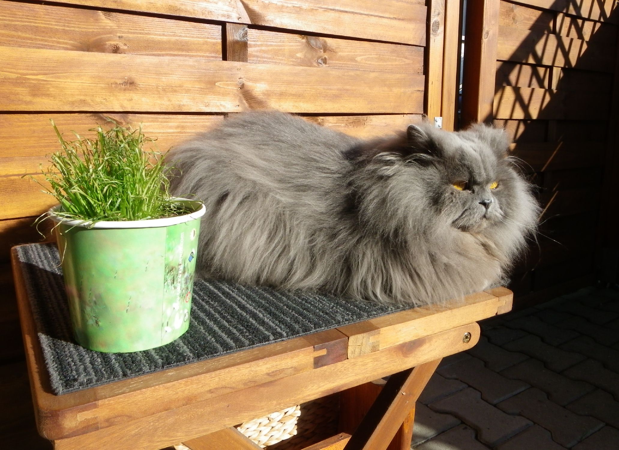 phoebe11