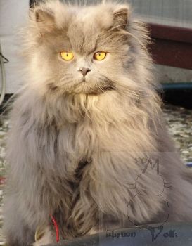 phoebe1sonne
