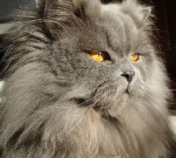 phoebe7